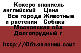 Кокерс спаниель английский  › Цена ­ 4 500 - Все города Животные и растения » Собаки   . Московская обл.,Долгопрудный г.